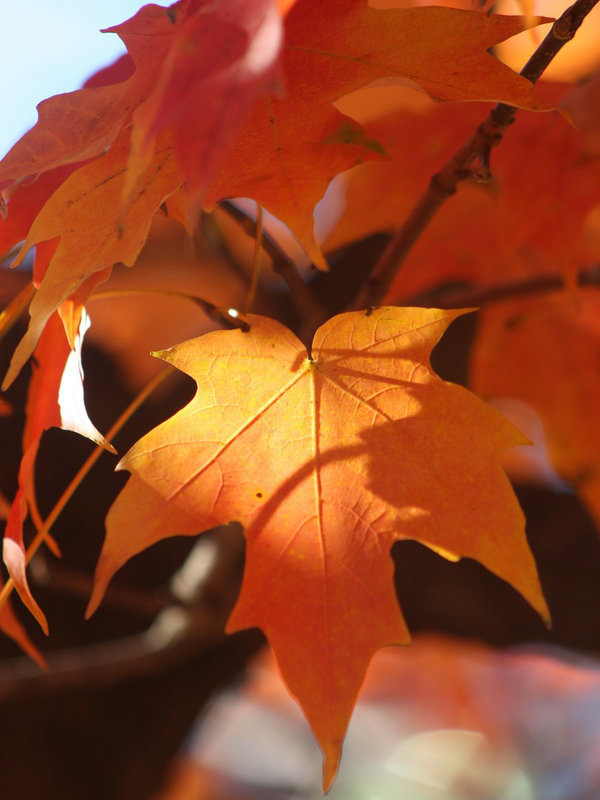 Leaves and Light