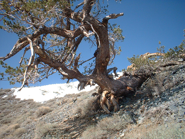 TelescopePeak BarkerRanch 14