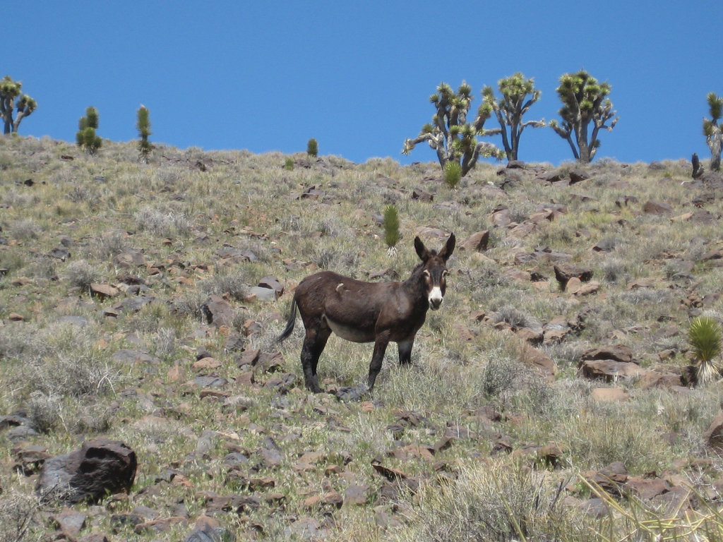 Hunter Pass 66