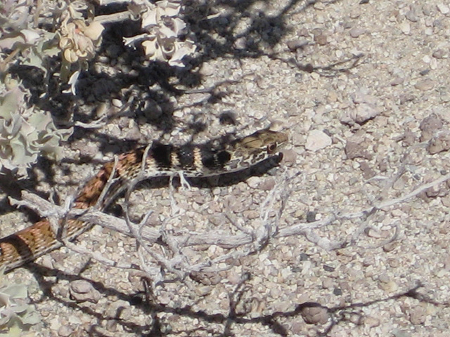 TelescopePeak BarkerRanch 33