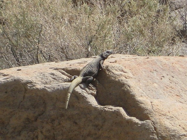 TelescopePeak BarkerRanch 37