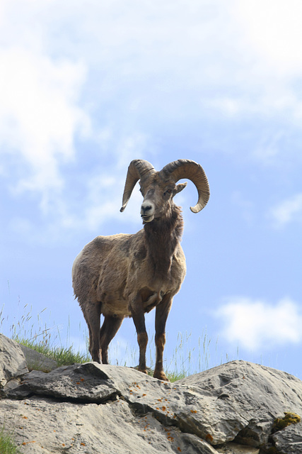 Bighorn Sheep