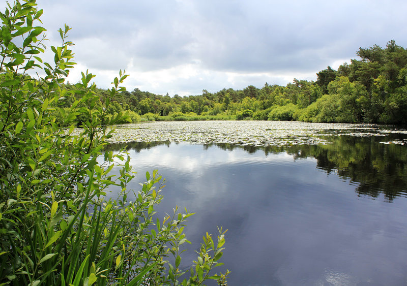 See im Finkenmoor