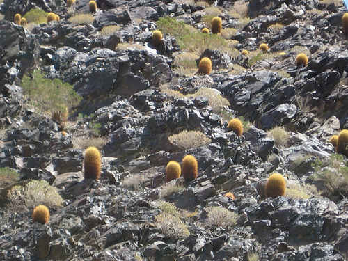 TelescopePeak BarkerRanch 46