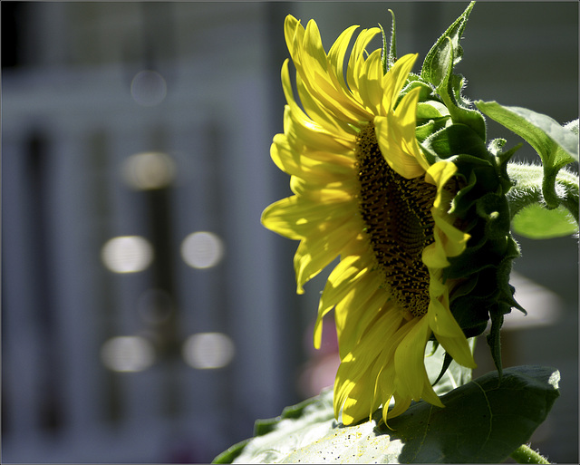 Sunflower