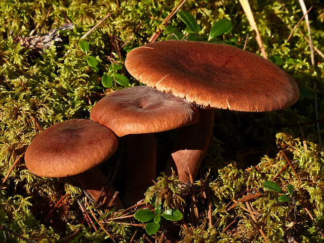 Lactarius rufus