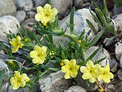 Narrowleaf Stoneseed