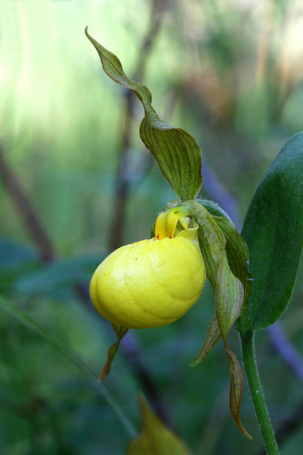 Large Yellow Lady's Slipper