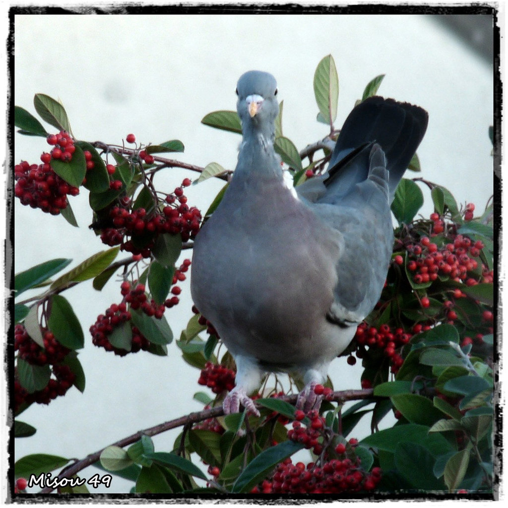 MON JARDIN