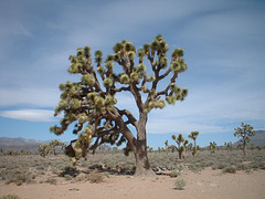 Saline Valley 01