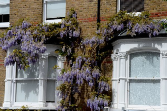 Wisteria