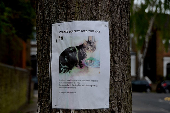 Please do not feed this cat