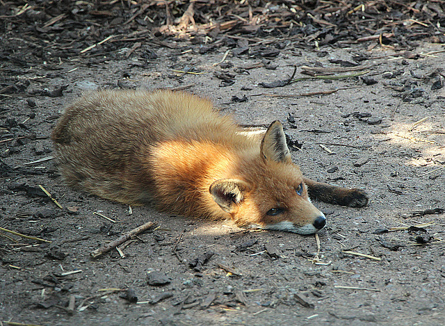 Foxy chilling out