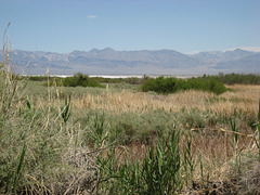 Saline Valley 11