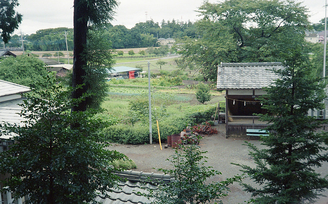 A view from the grove of a village shrine