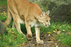 Puma (Cougar) at Jurques Zoo - September 2011