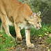 Puma (Cougar) at Jurques Zoo - September 2011