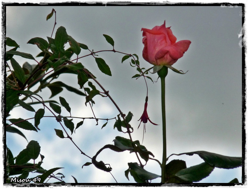 MON JARDIN