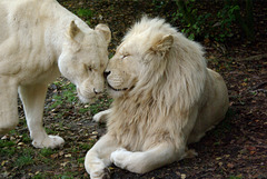 White Lions at Jurques Zoo - September 2011