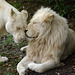 White Lions at Jurques Zoo - September 2011