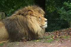 Male Lion at Jurques Zoo - September 2011