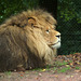 Male Lion at Jurques Zoo - September 2011