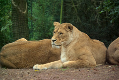 Female Lions at Jurques Zoo - September 2011