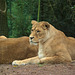 Female Lions at Jurques Zoo - September 2011