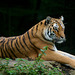 Tiger at Jurques Zoo - September 2011