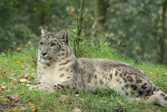 Snow Leopard at Jurques Zoo - September 2011