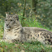 Snow Leopard at Jurques Zoo - September 2011