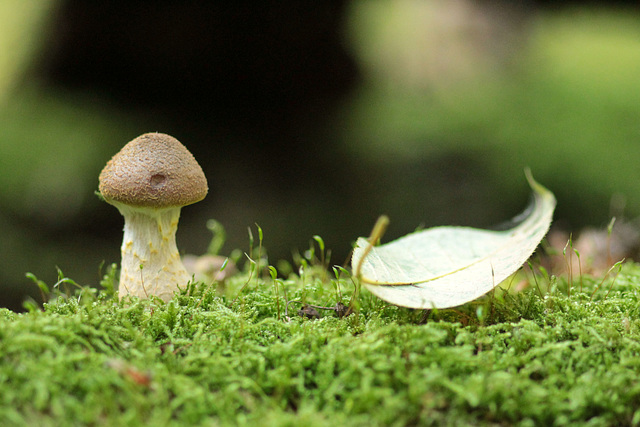 mushroom and leaf