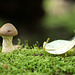 mushroom and leaf