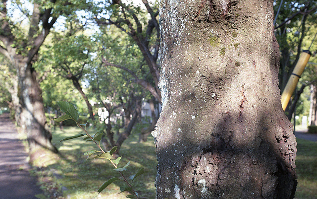 Sunlight on the tree trunk