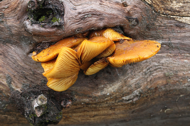 Mock Oyster Mushrooms