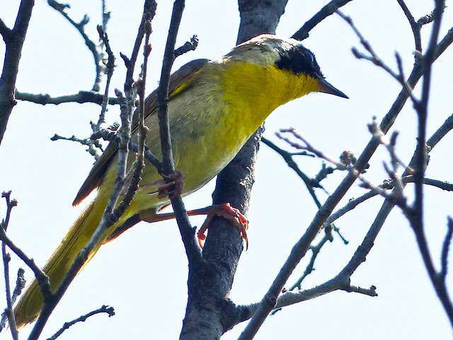 Common Yellowthroat / Geothlypis trichas