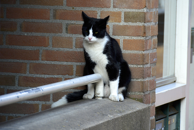 Sitting on both sides of the fence