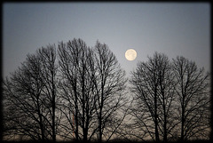 Moon over lindens