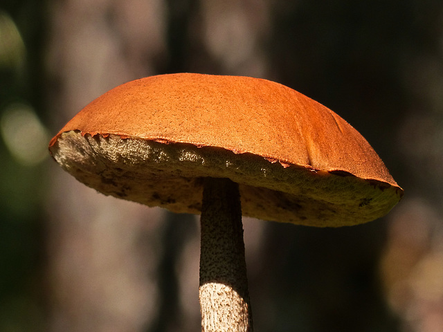 Bolete with bokeh