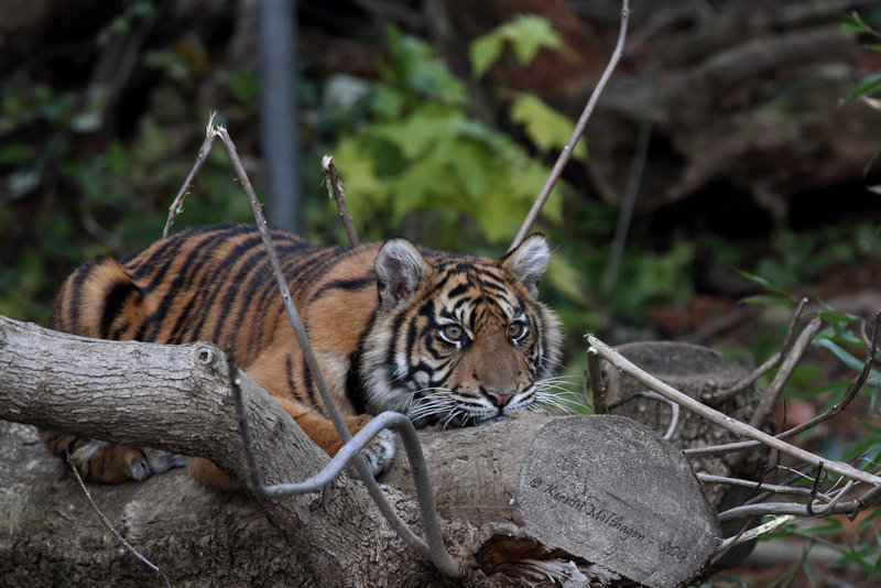 Tigermädchen Berani (Zoo Frankfurt)