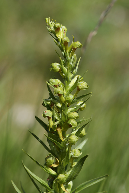 Frog Orchid