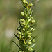 Frog Orchid