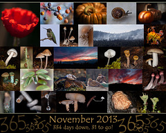 365 Project: November Collage