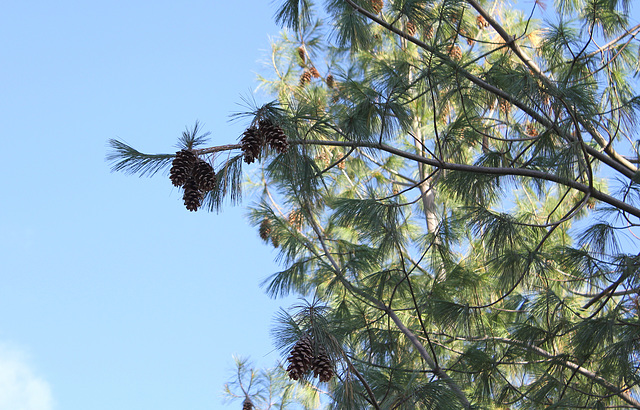 Pinus wallichiana