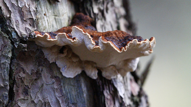 Polypore