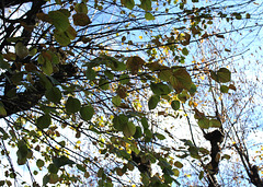 Tilleul (7)