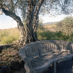 Under the Olive Tree