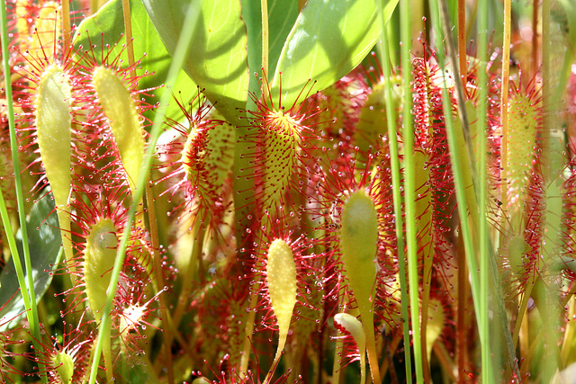 Drosera anglica