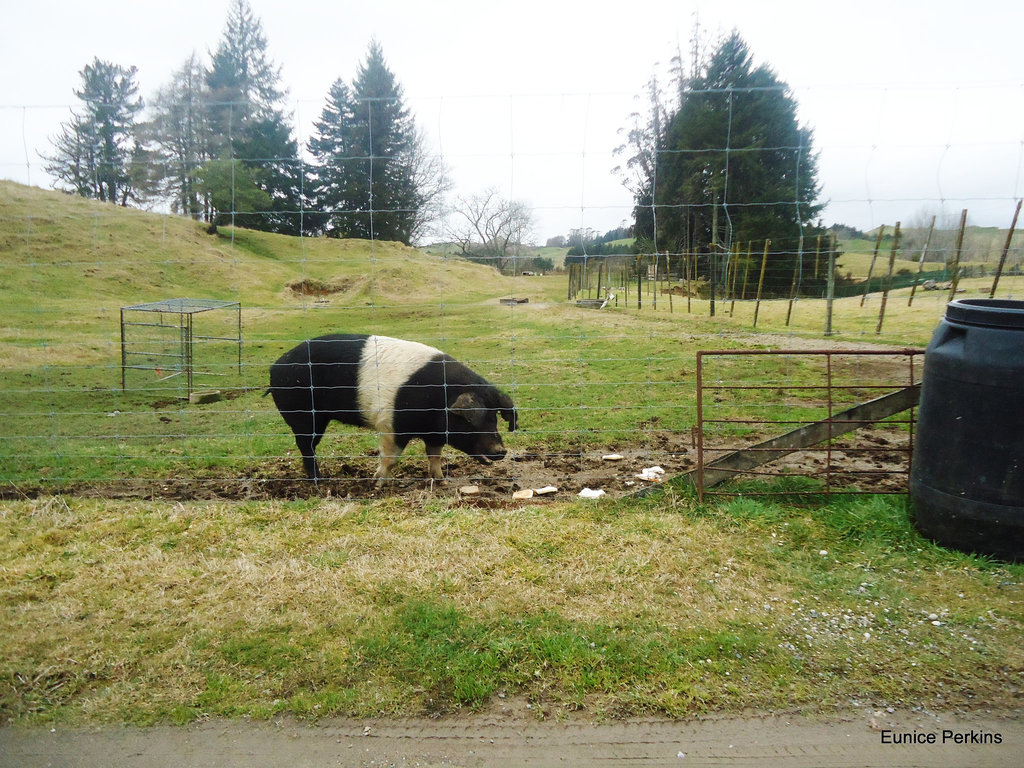 Banded pig