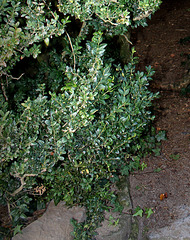 Buxus sempervirens